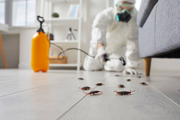 Commercial Rodent Management in New Castle
